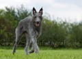 21 Windhund-Trio